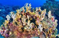 احیای مرجان های کیش با ایجاد زیستگاه های مصنوعی
