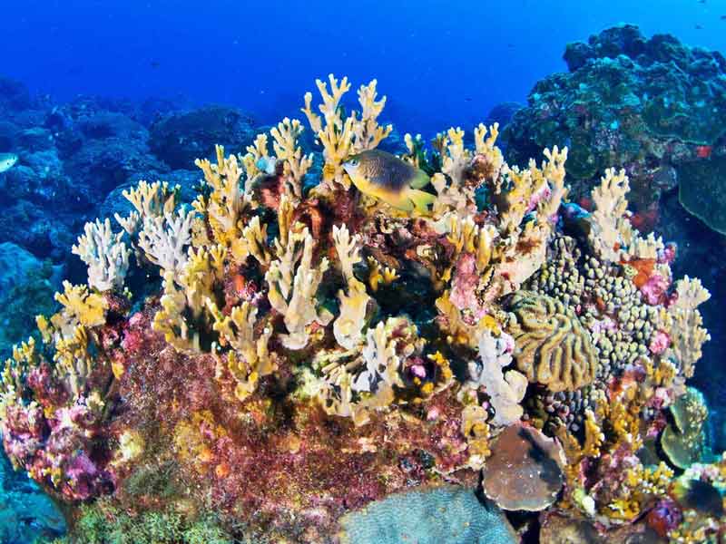 احیای مرجان های کیش با ایجاد زیستگاه های مصنوعی