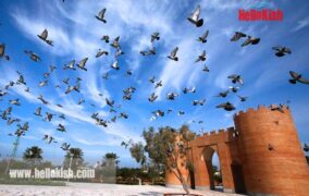 سایت پرندگان جزیره کیش