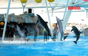 پارک دلفین کیش و باغ پرندگان