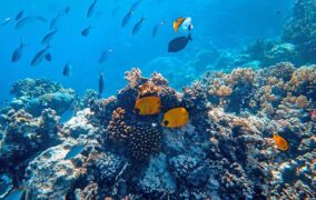 جزیره مرجانی